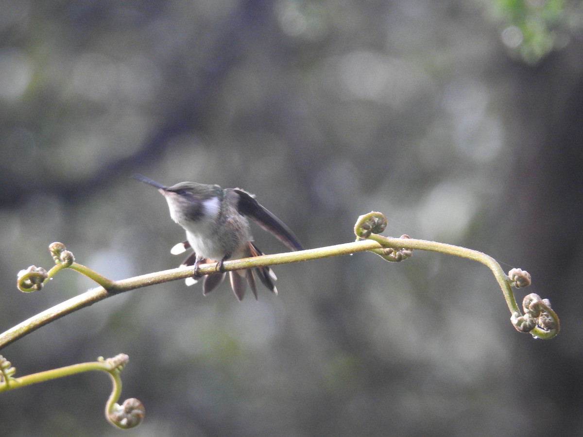Volcano Hummingbird - ML644854946