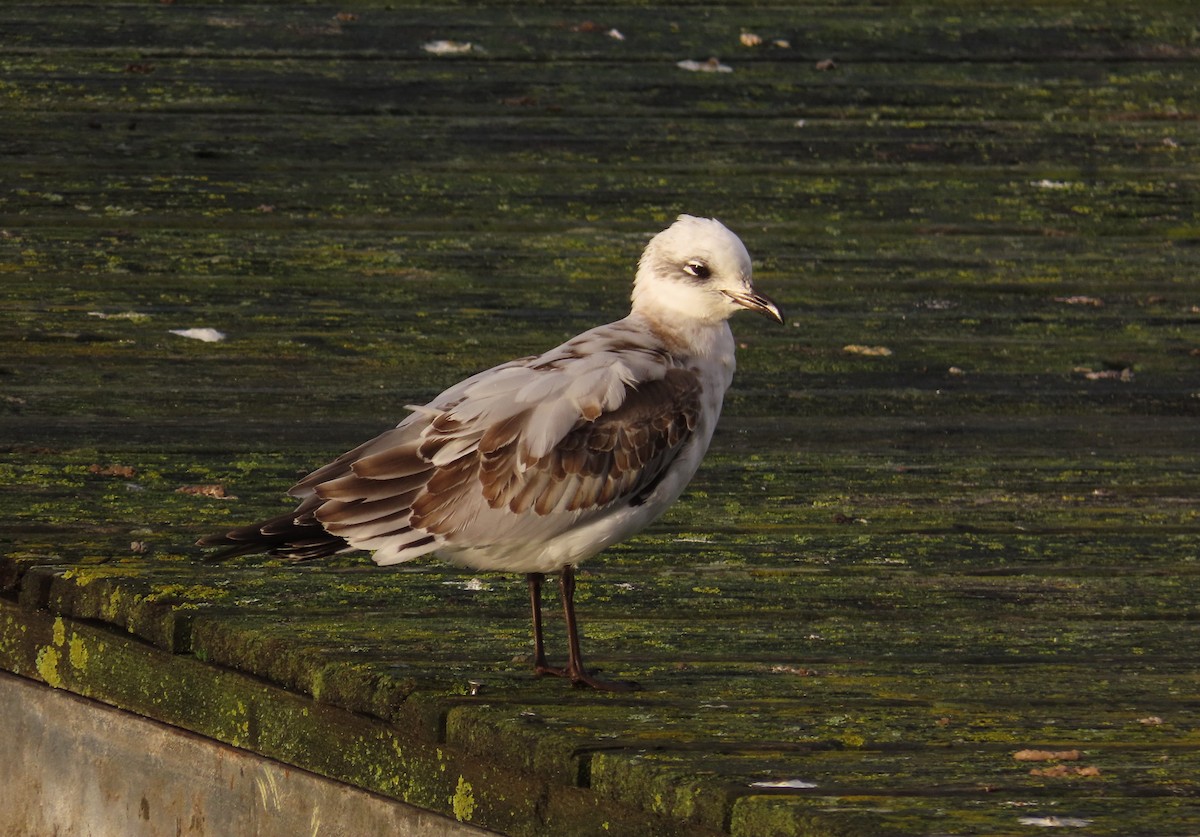 Mediterranean Gull - ML644854955