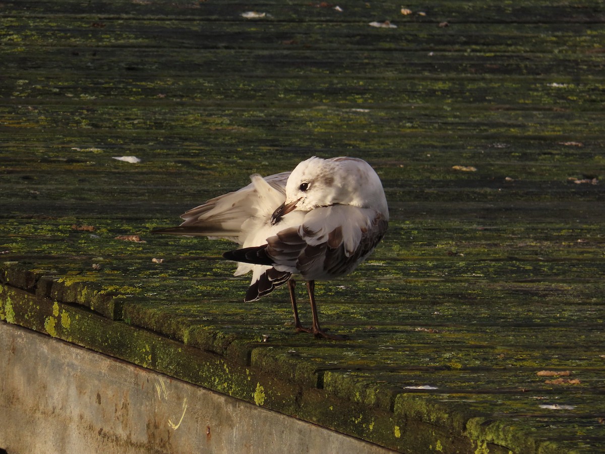 Mediterranean Gull - ML644854956