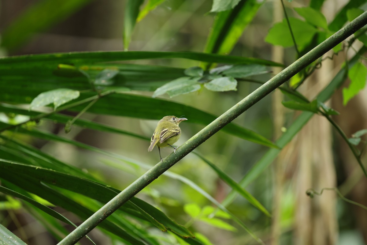 Southern Bentbill - ML644854959