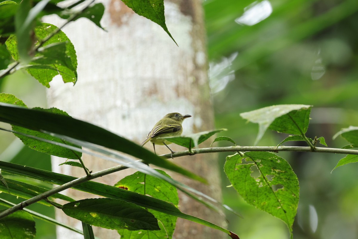 Southern Bentbill - ML644854960