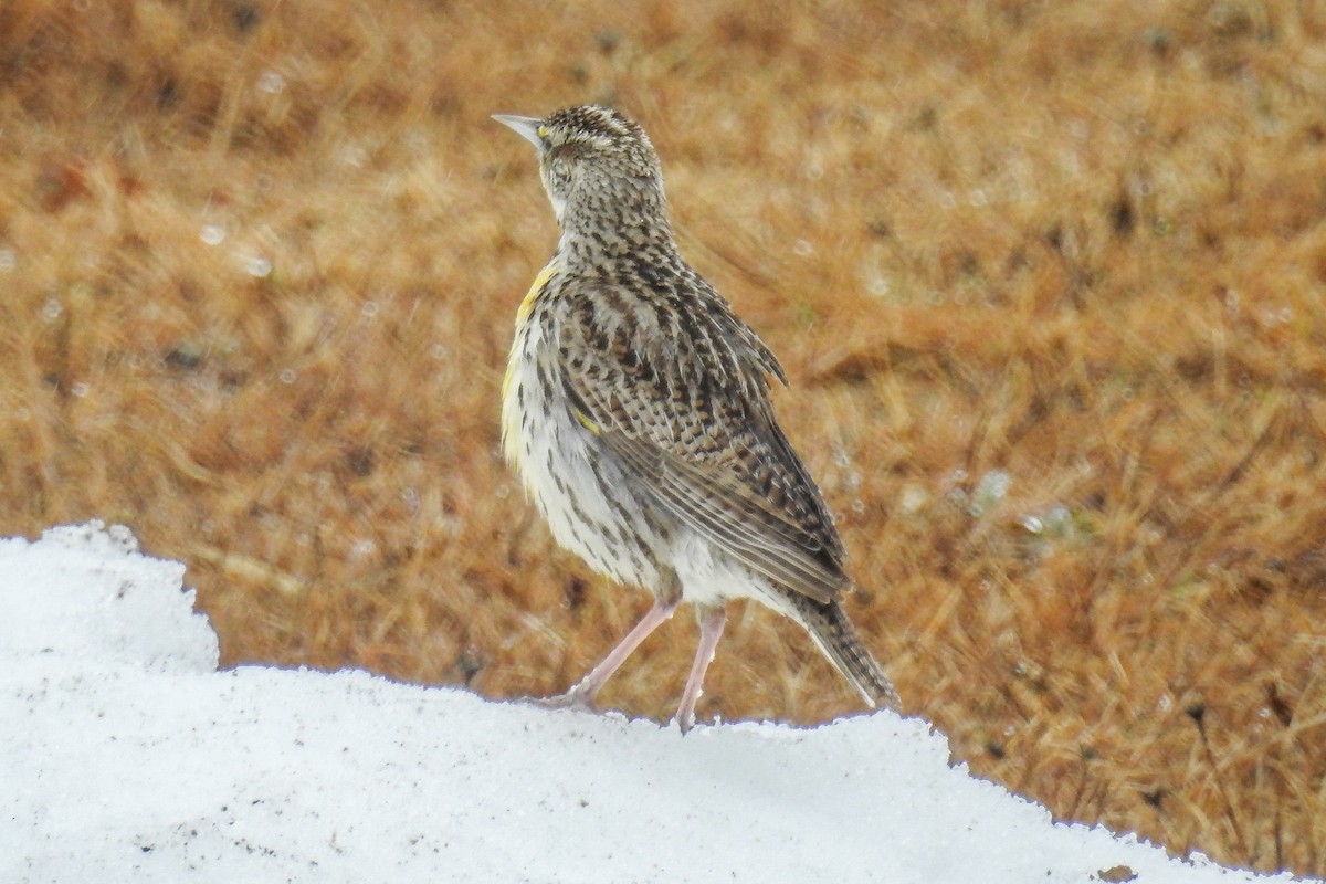Western Meadowlark - ML644854976