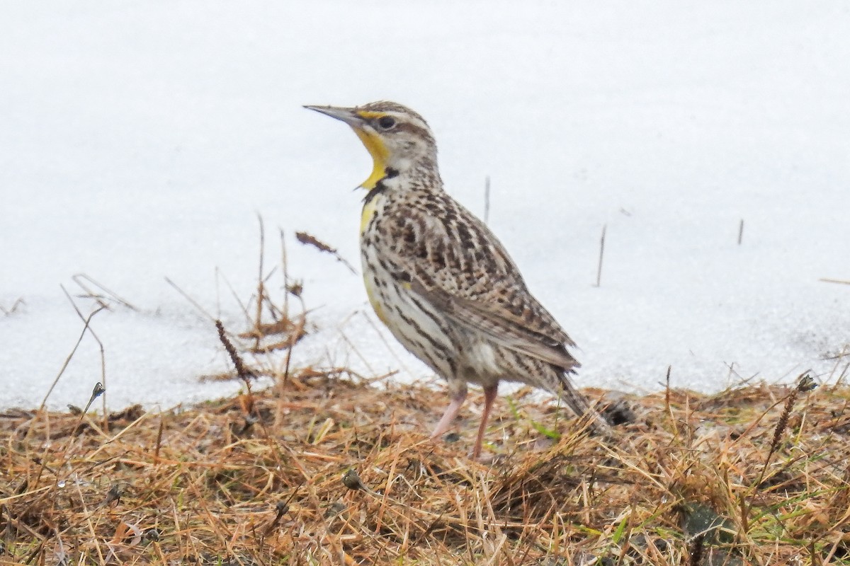 Western Meadowlark - ML644854977