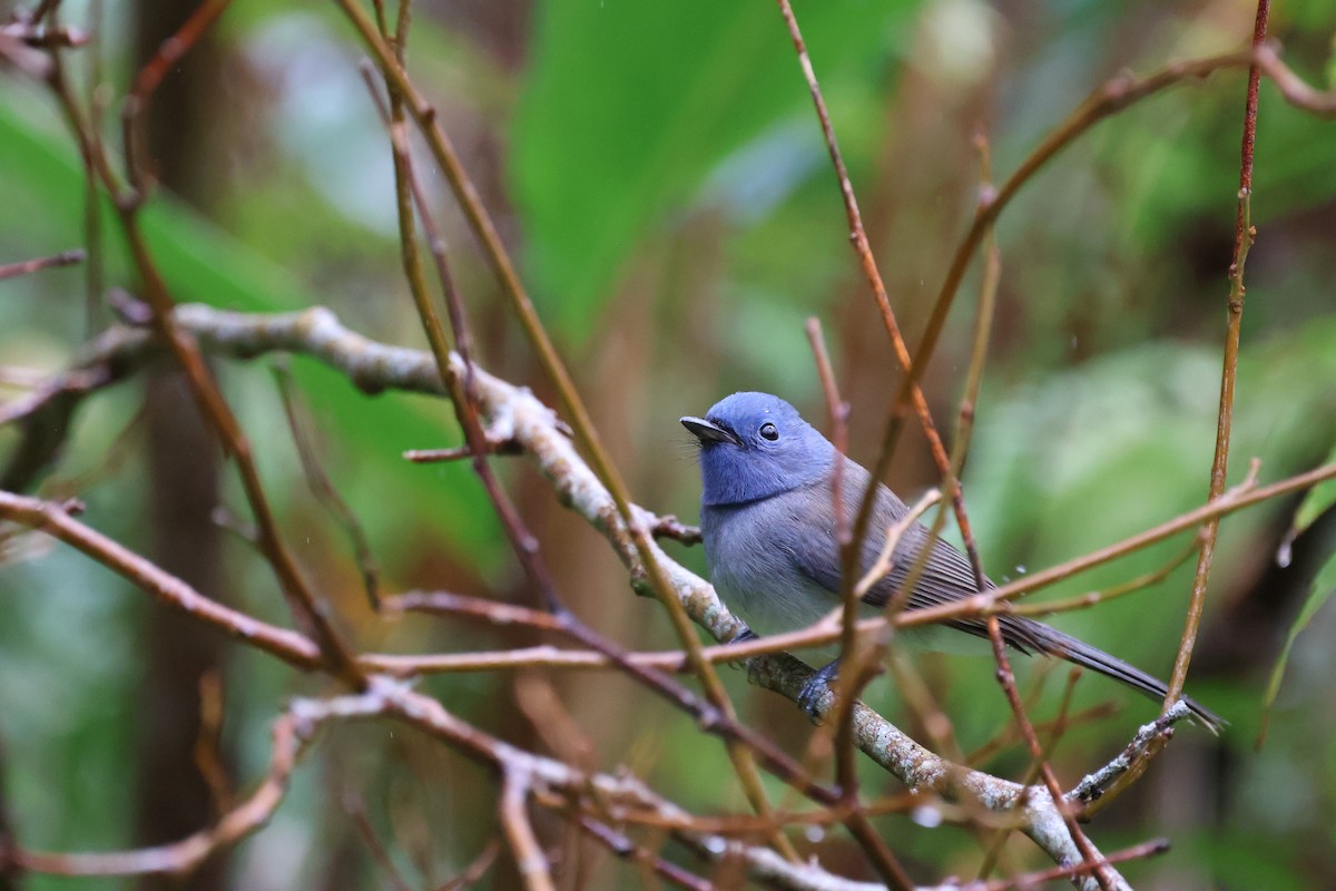 黑枕藍鶲 - ML644854978