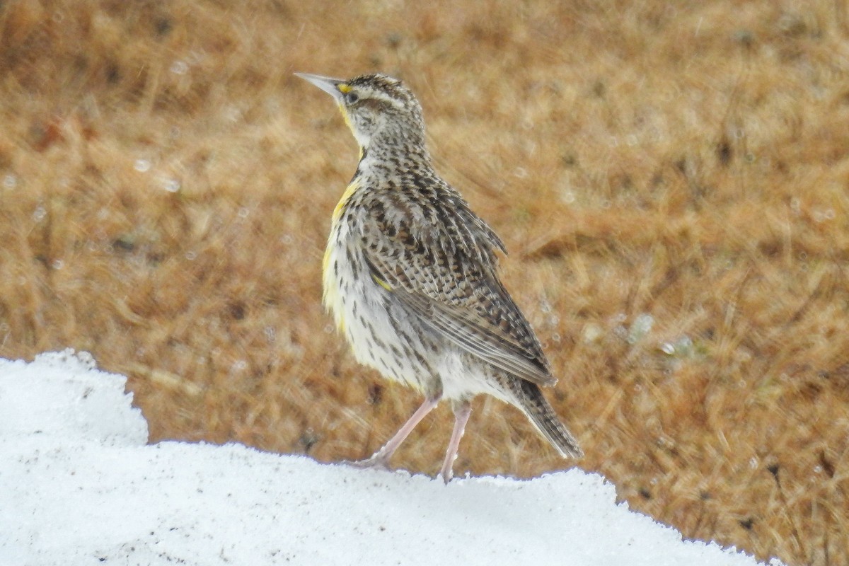 Western Meadowlark - ML644854979