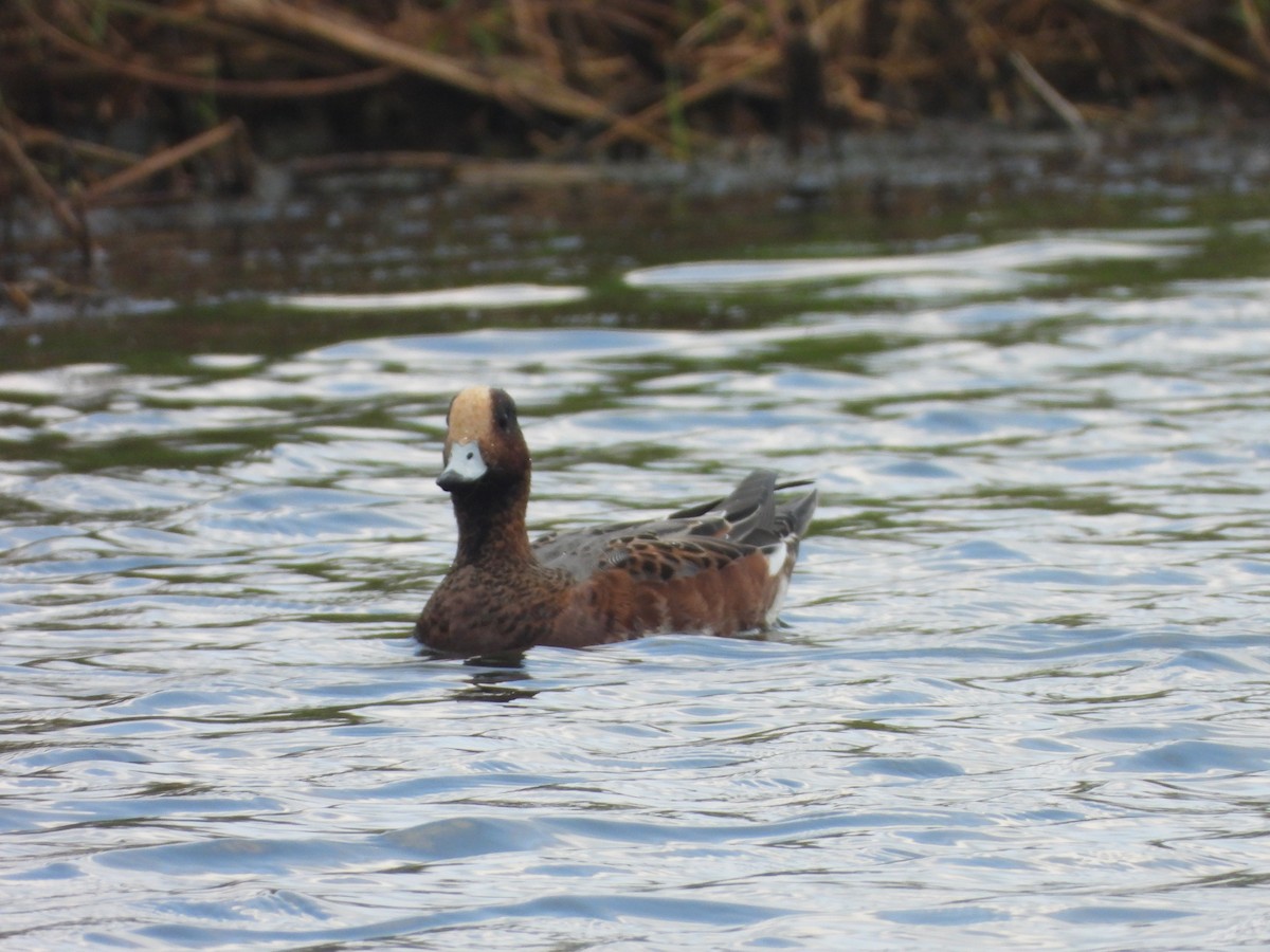 赤頸鴨 - ML644854980