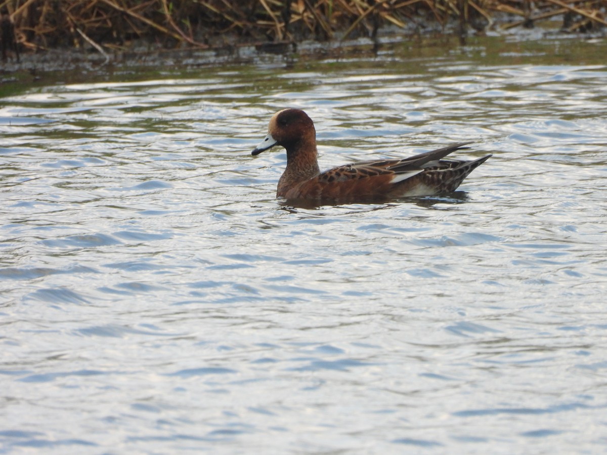 赤頸鴨 - ML644854981