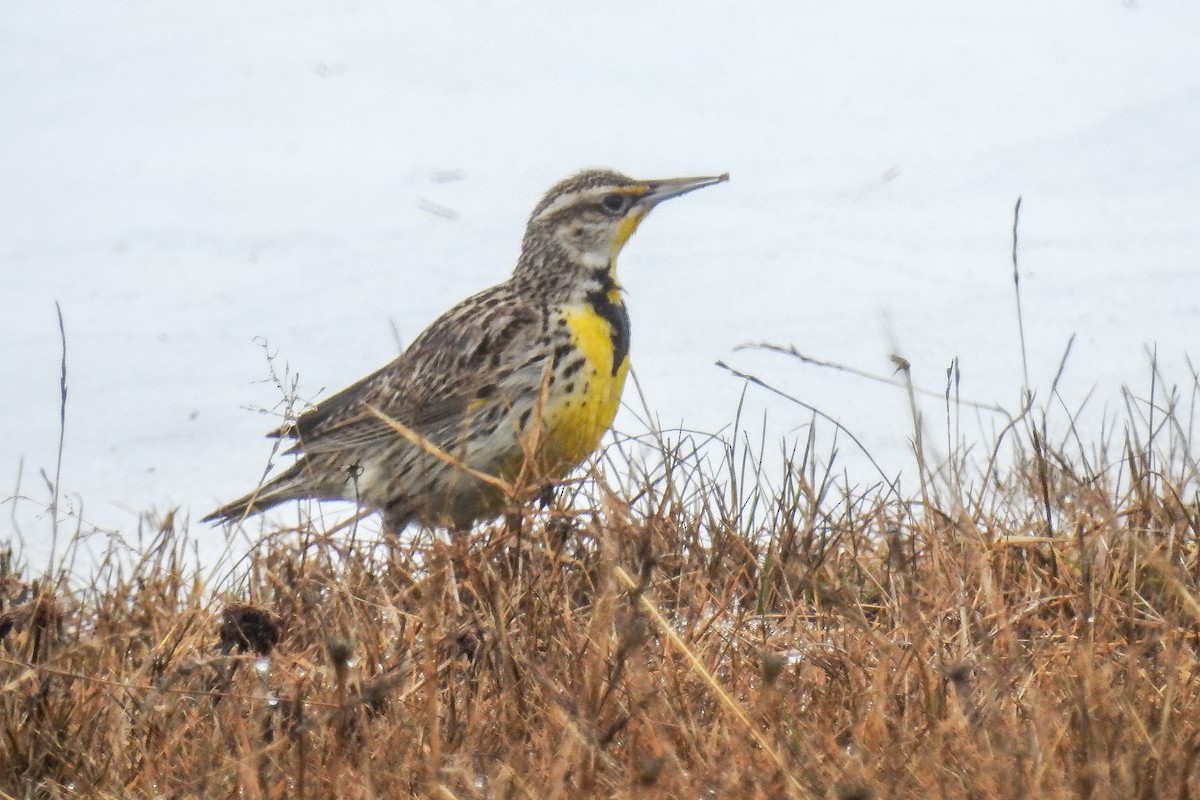 Western Meadowlark - ML644854982