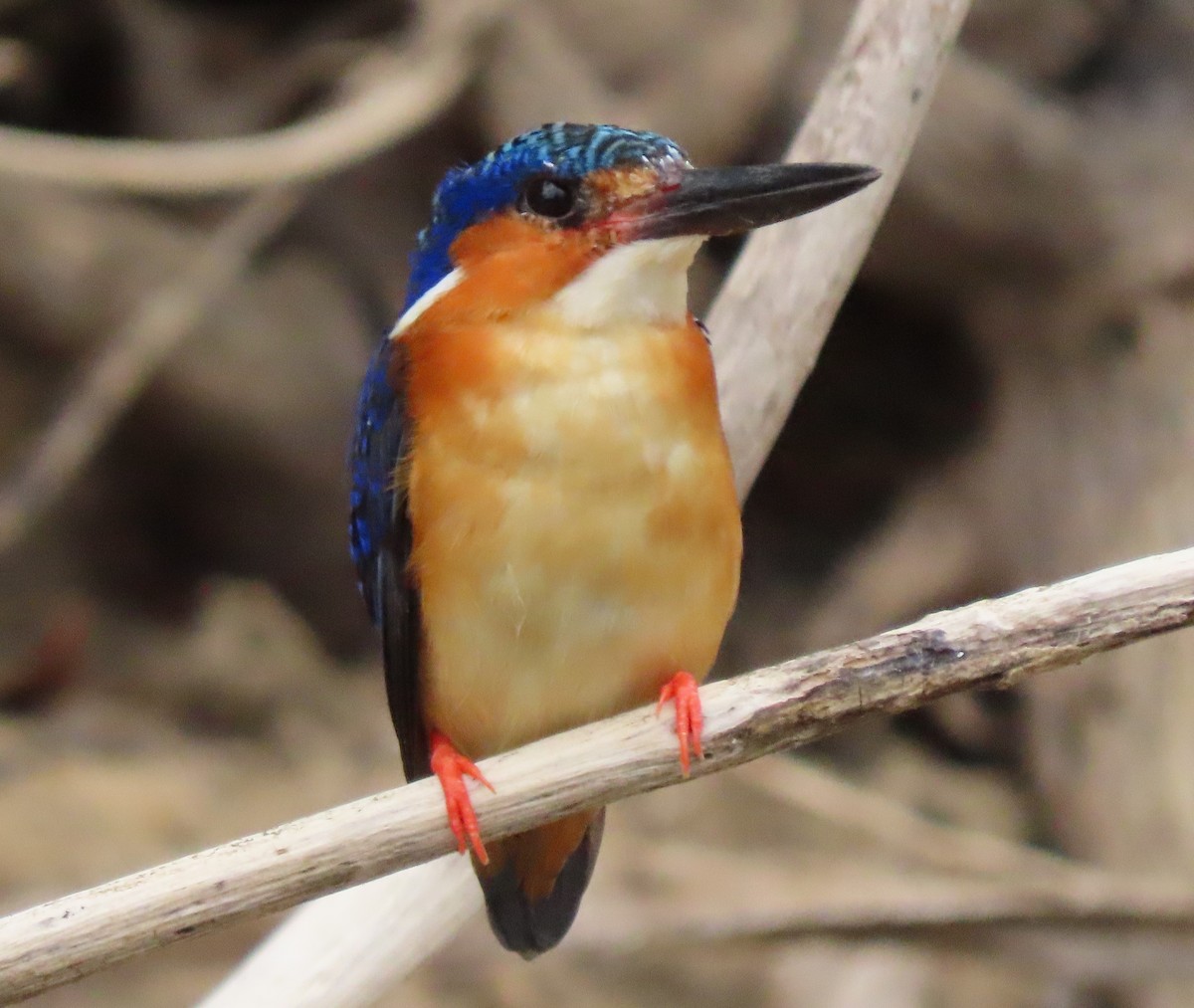 Malagasy Kingfisher - ML644854983