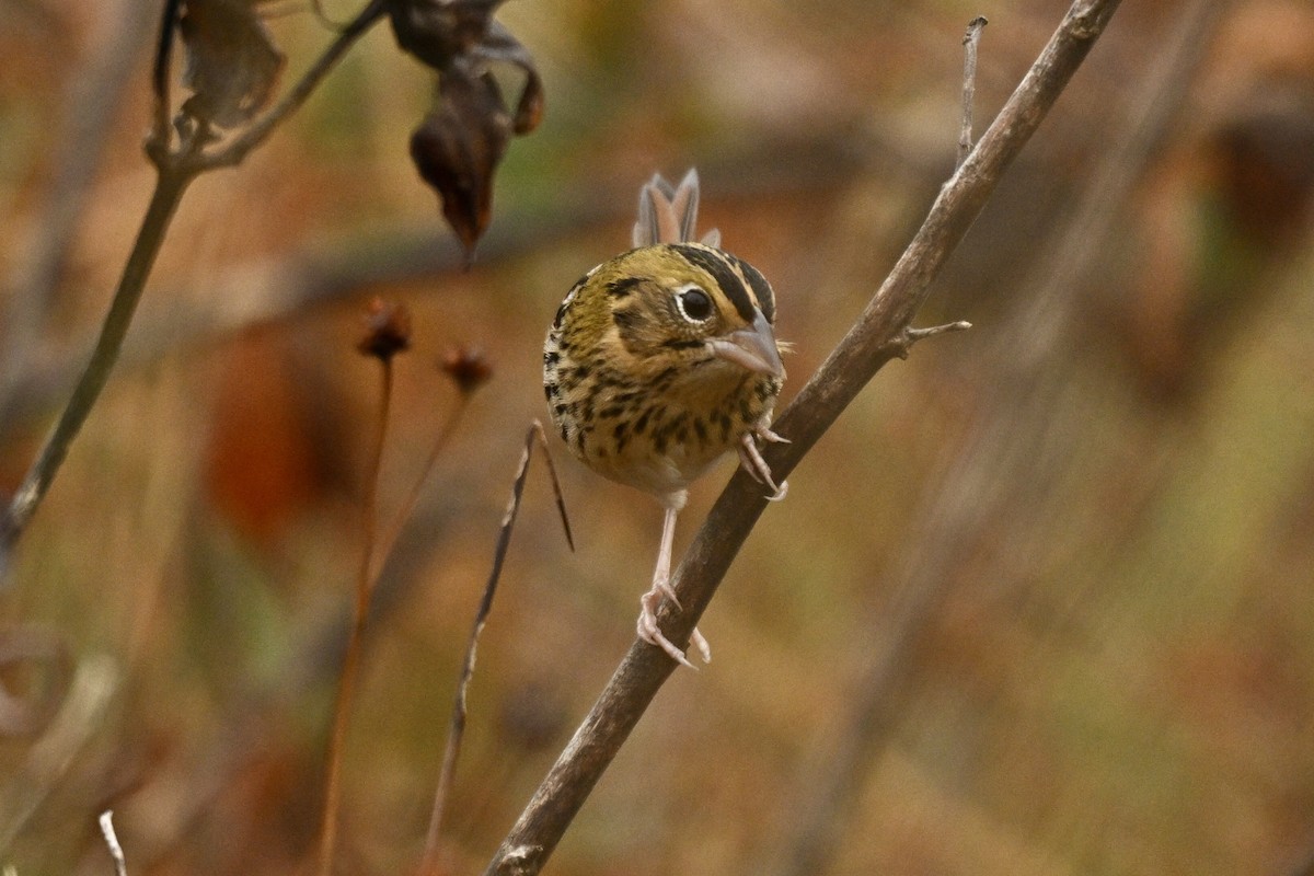 Henslow's Sparrow - ML644854984