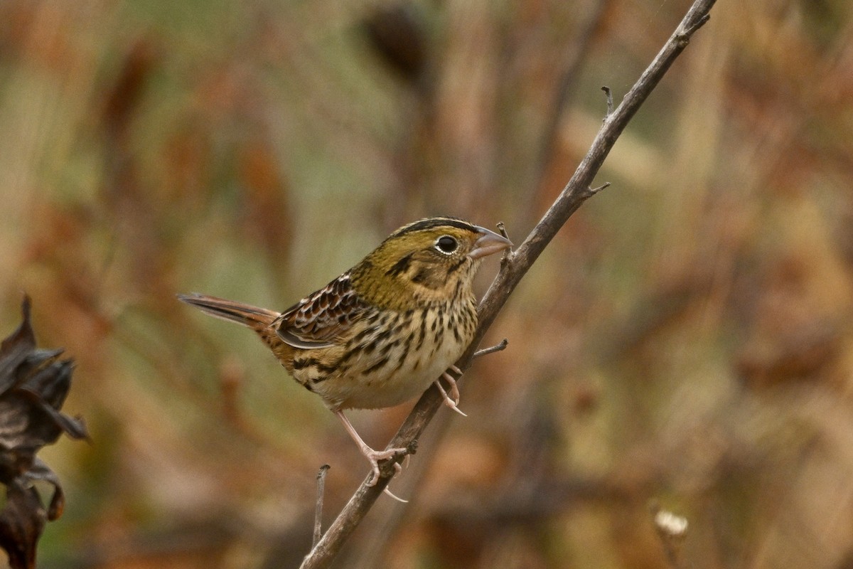 Henslow's Sparrow - ML644854985