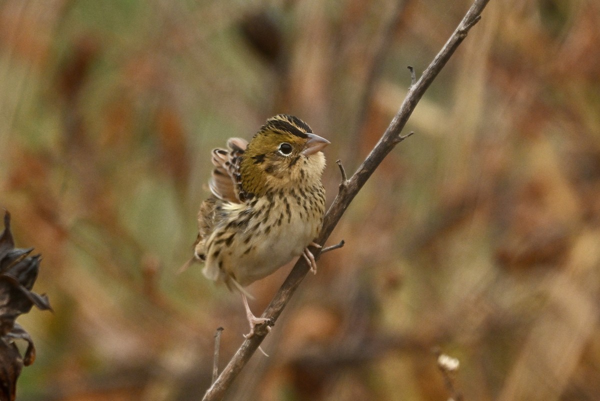 Henslow's Sparrow - ML644854986