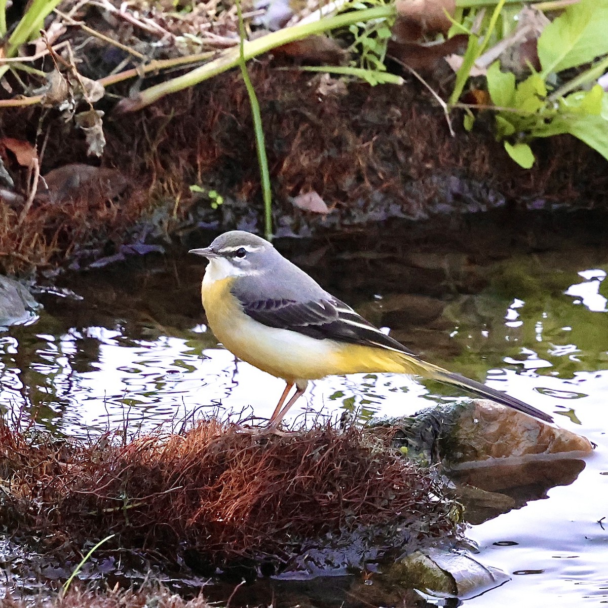 灰鶺鴒 - ML644854987