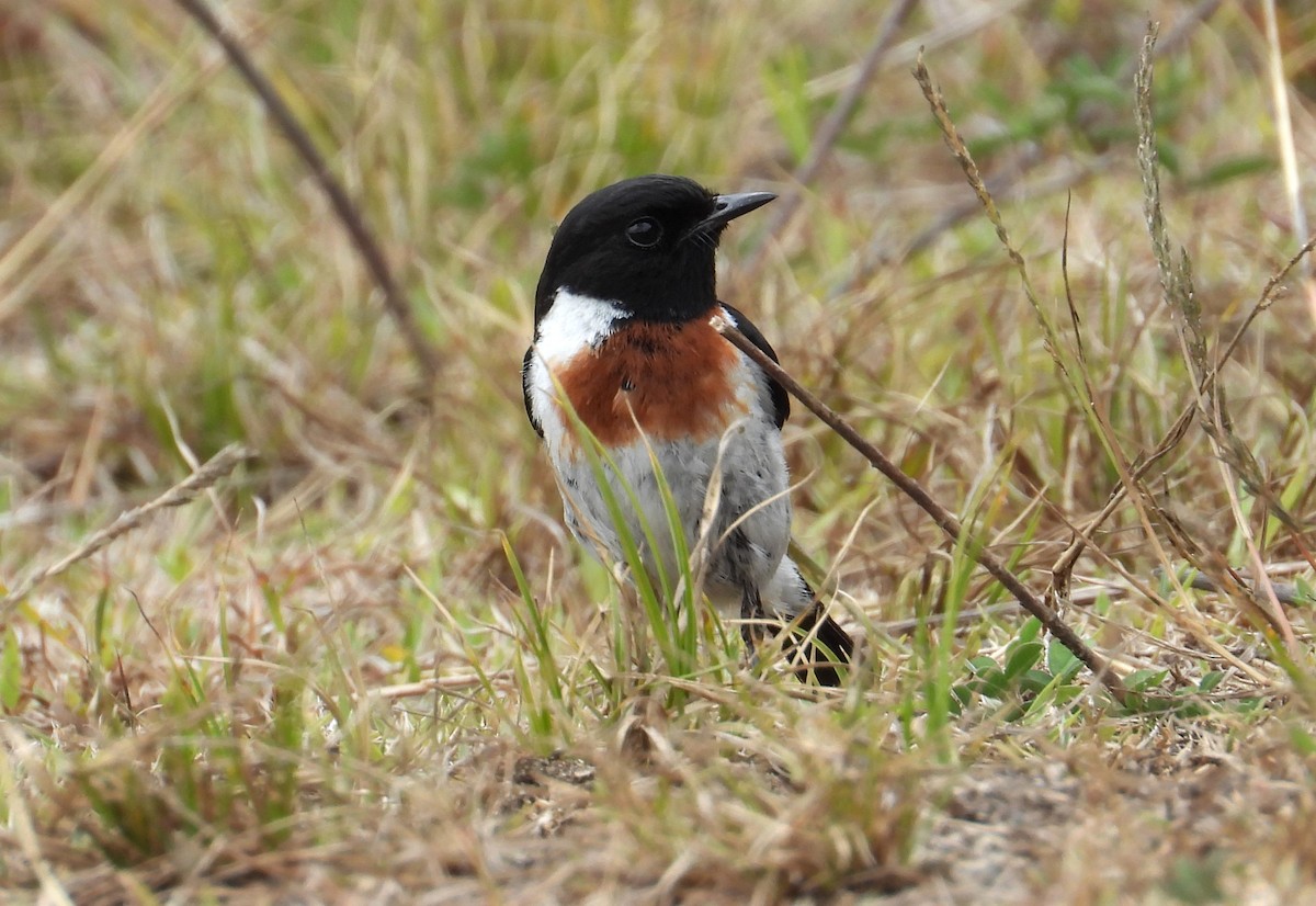 African Stonechat (Madagascar) - ML644854988