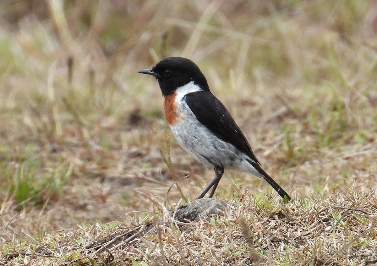 African Stonechat (Madagascar) - ML644854989