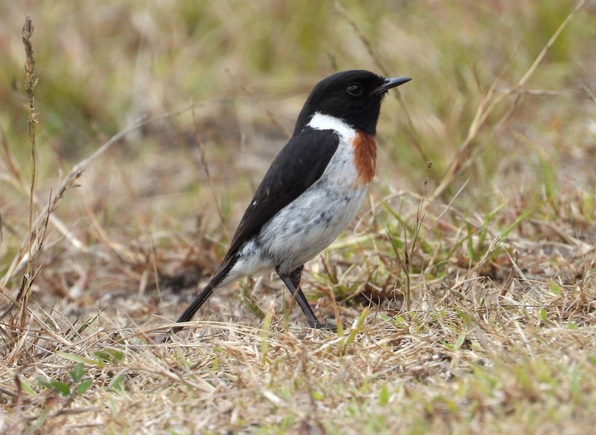 African Stonechat (Madagascar) - ML644854990