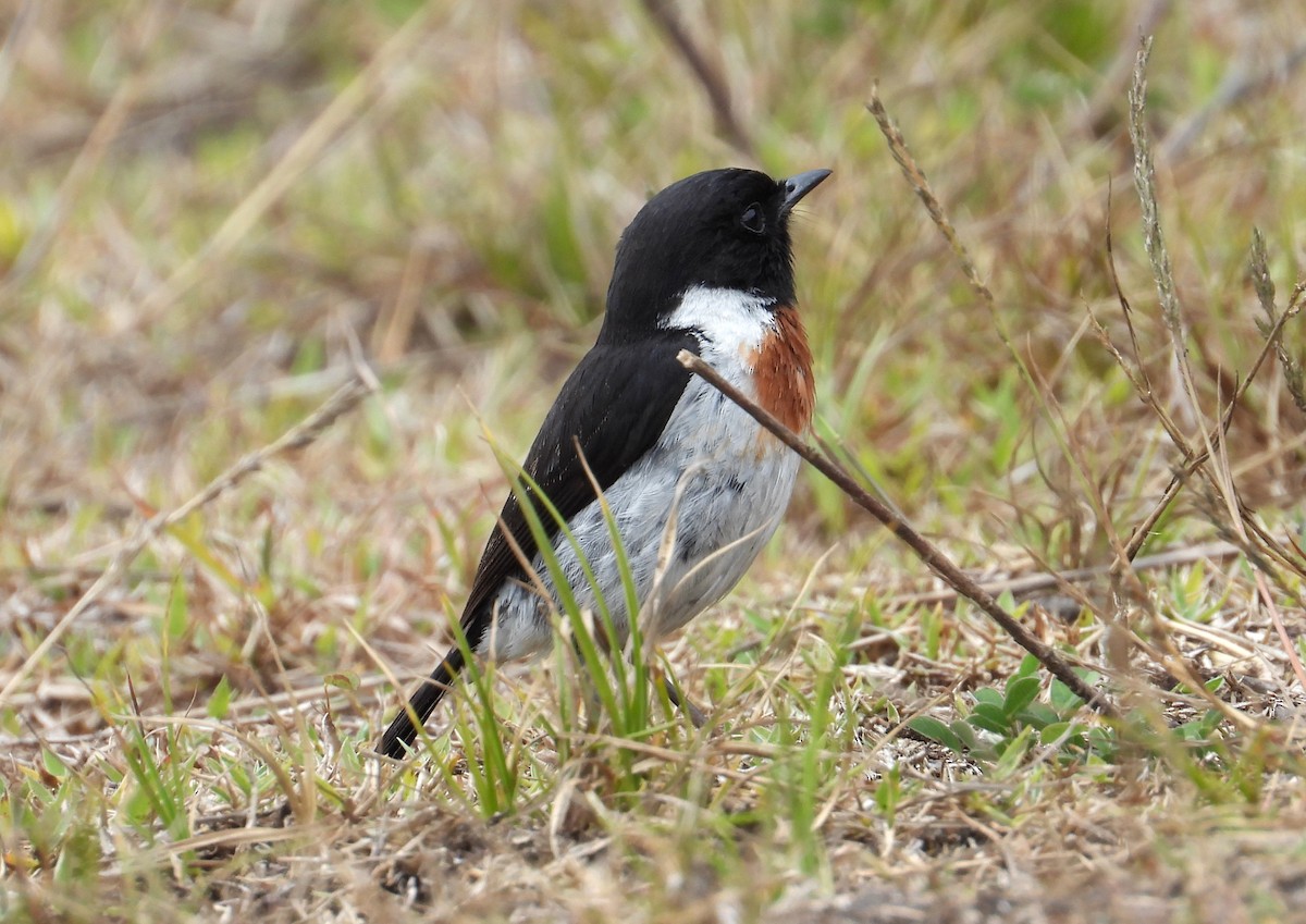 African Stonechat (Madagascar) - ML644854991