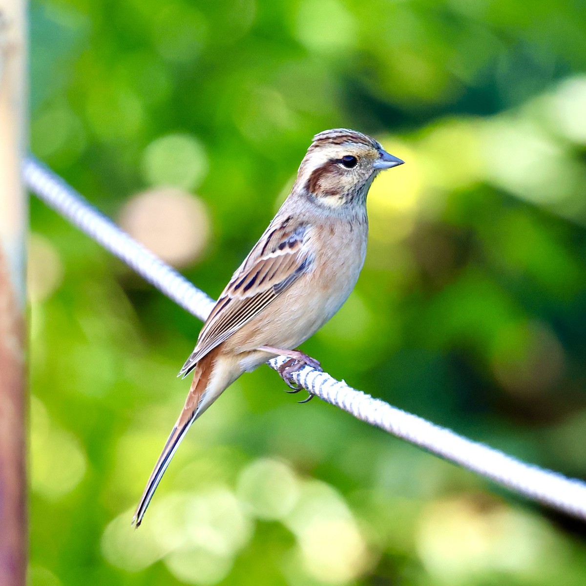 草鵐 - ML644854992