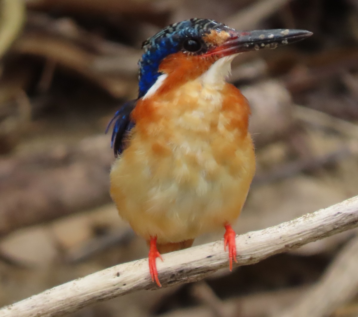 Malagasy Kingfisher - ML644854993