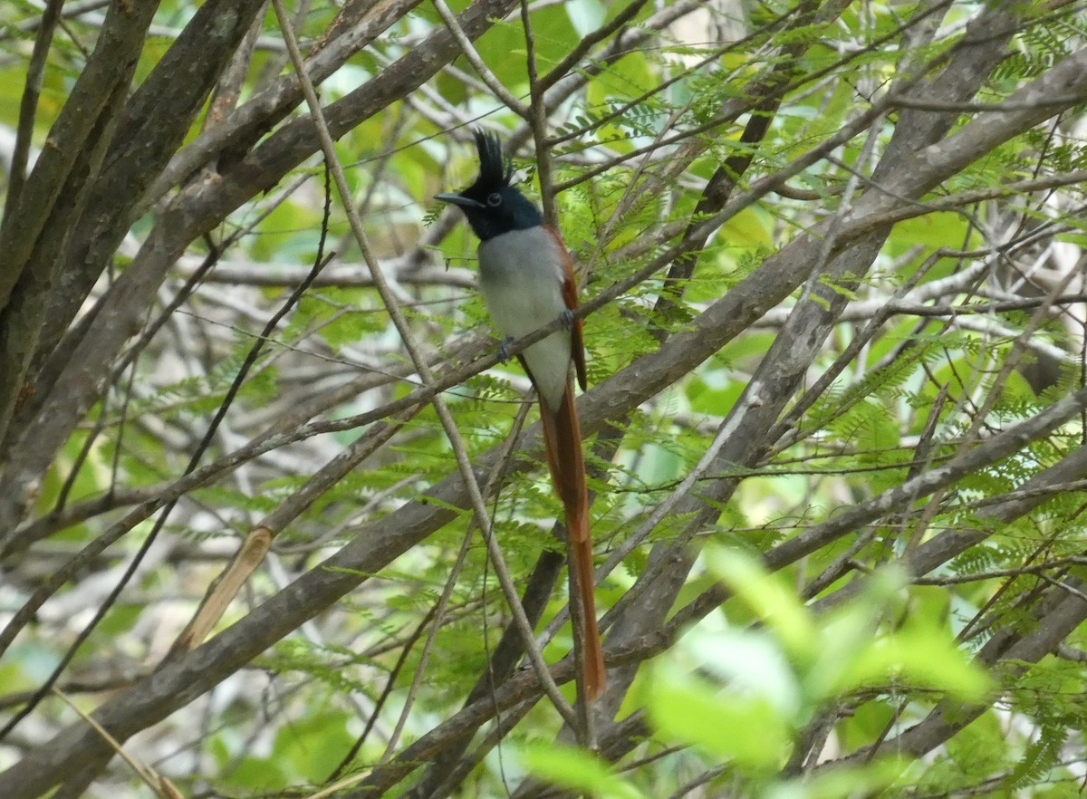 Indian Paradise-Flycatcher - ML644854994