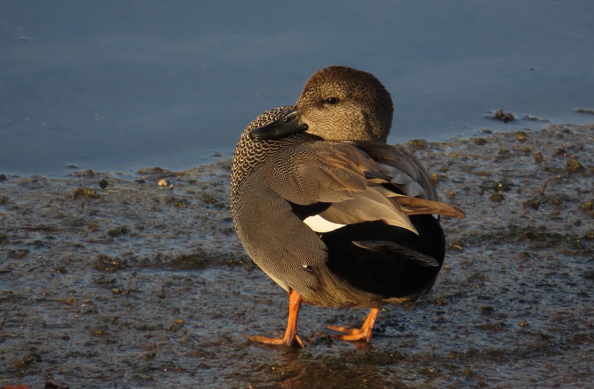 赤膀鴨 - ML644854995