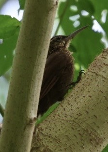 Cocoa Woodcreeper - ML644854996