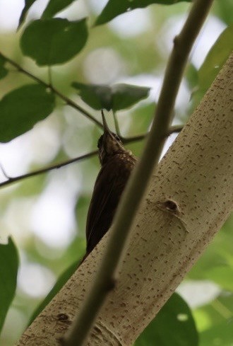 Cocoa Woodcreeper - ML644854997