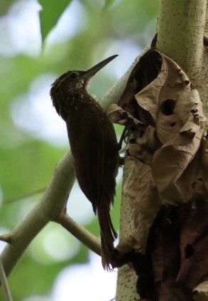 Cocoa Woodcreeper - ML644854998