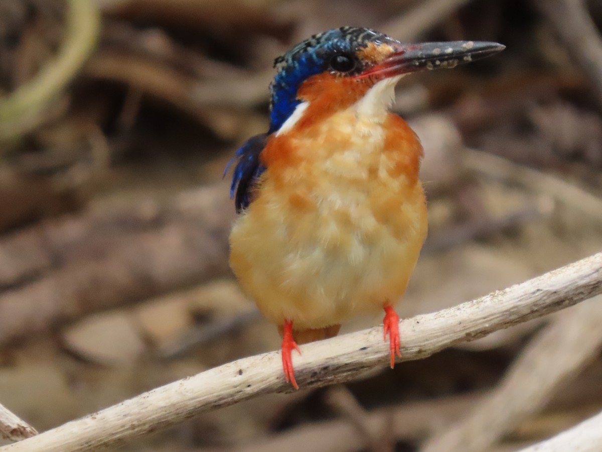 Malagasy Kingfisher - ML644855001