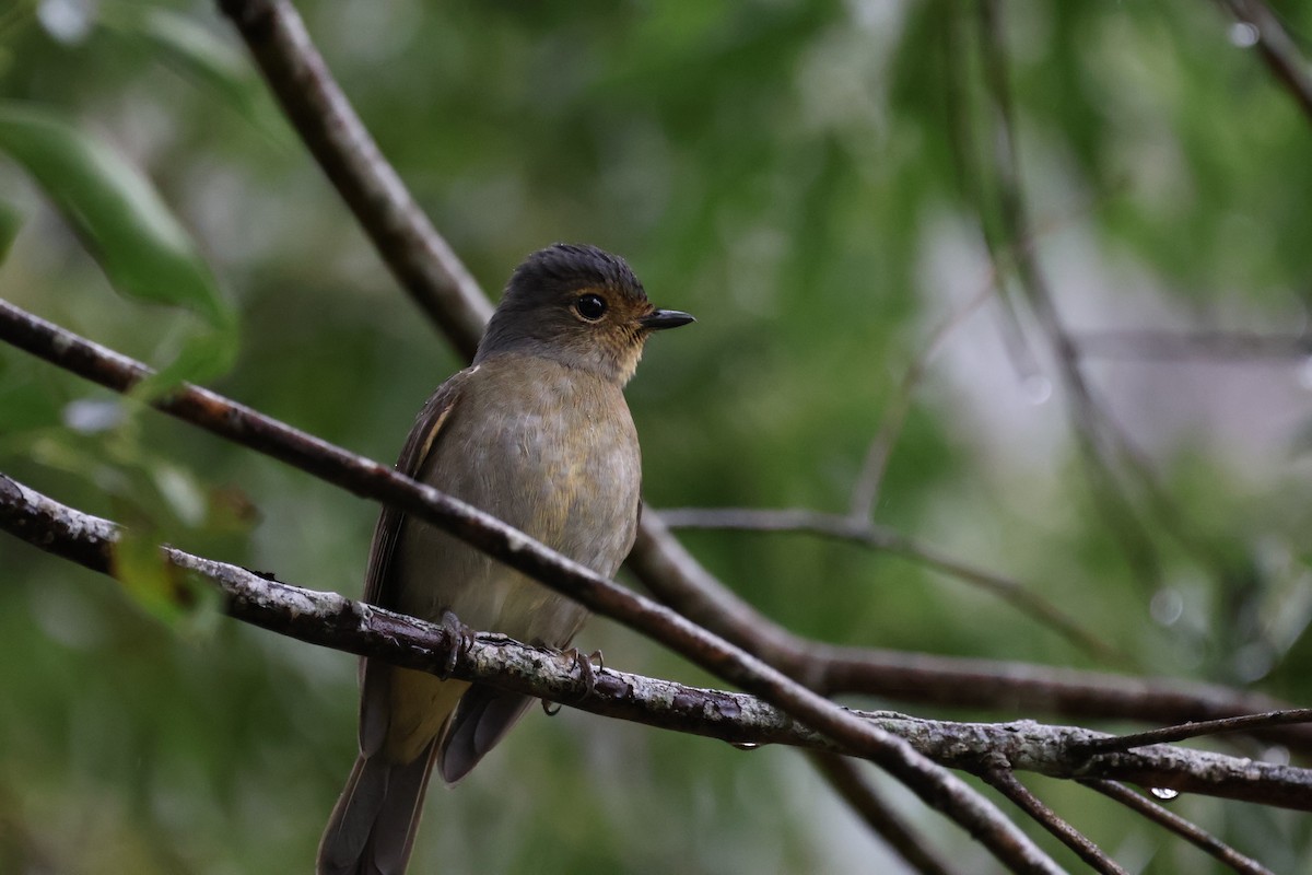 黃腹琉璃 - ML644855002