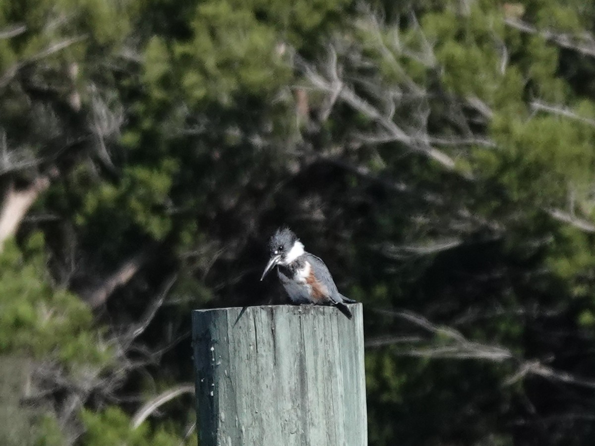 Belted Kingfisher - ML644855006