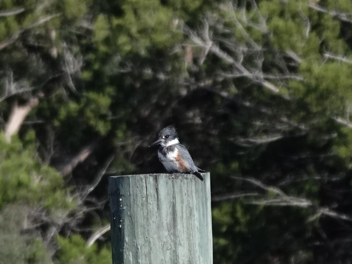 Belted Kingfisher - ML644855007