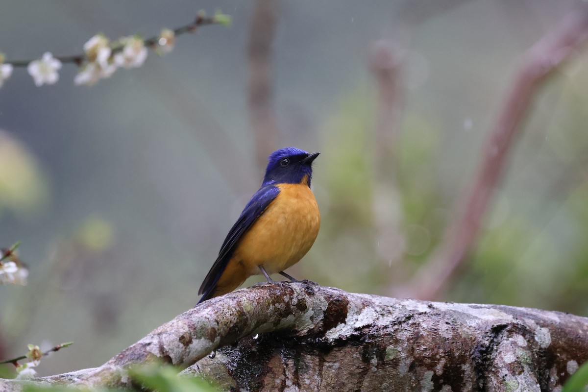 黃腹琉璃 - ML644855008