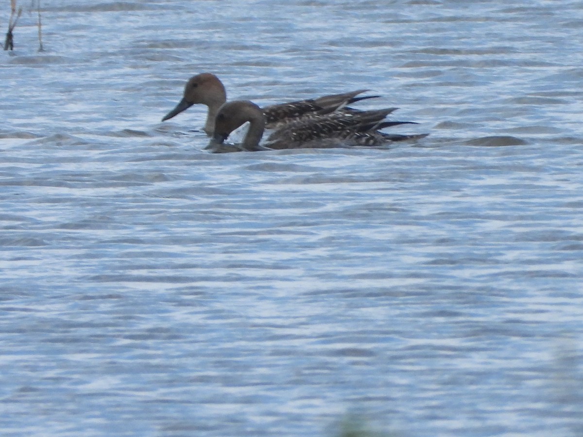 尖尾鴨 - ML644855010