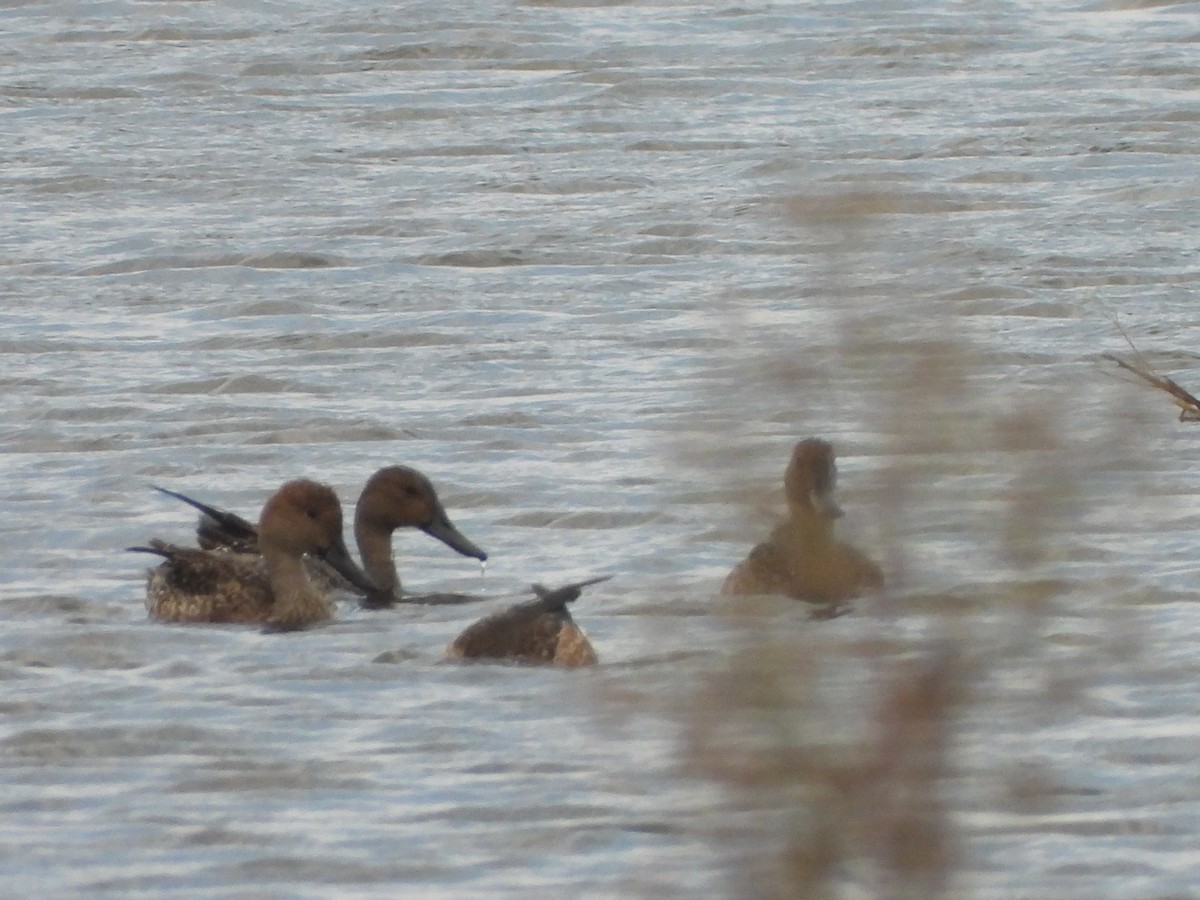 尖尾鴨 - ML644855011