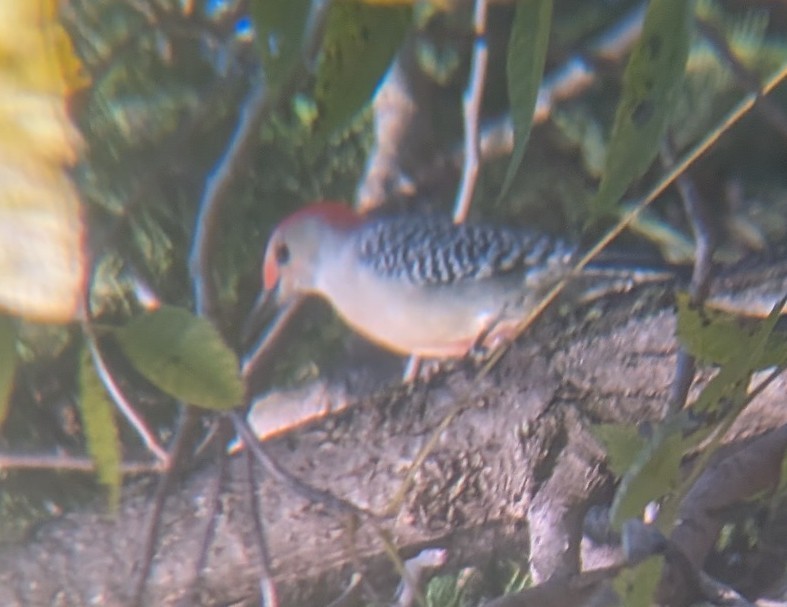 Red-bellied Woodpecker - ML644855012