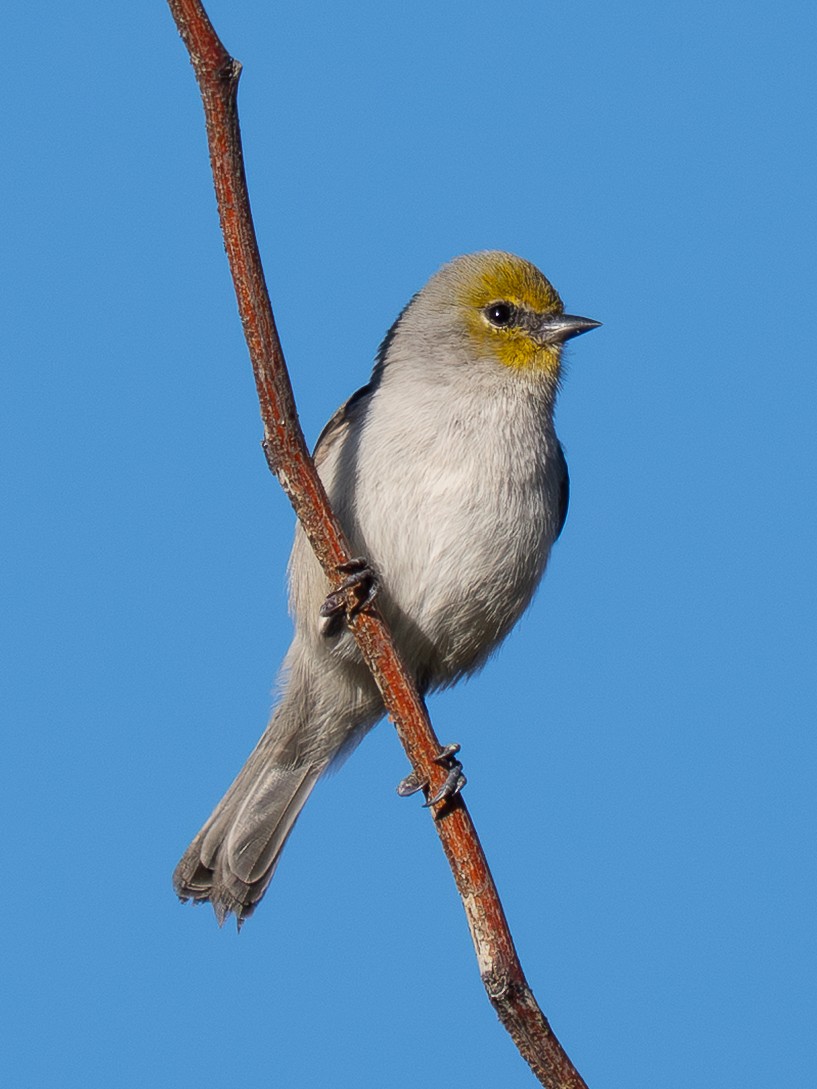 Verdin - ML644855030