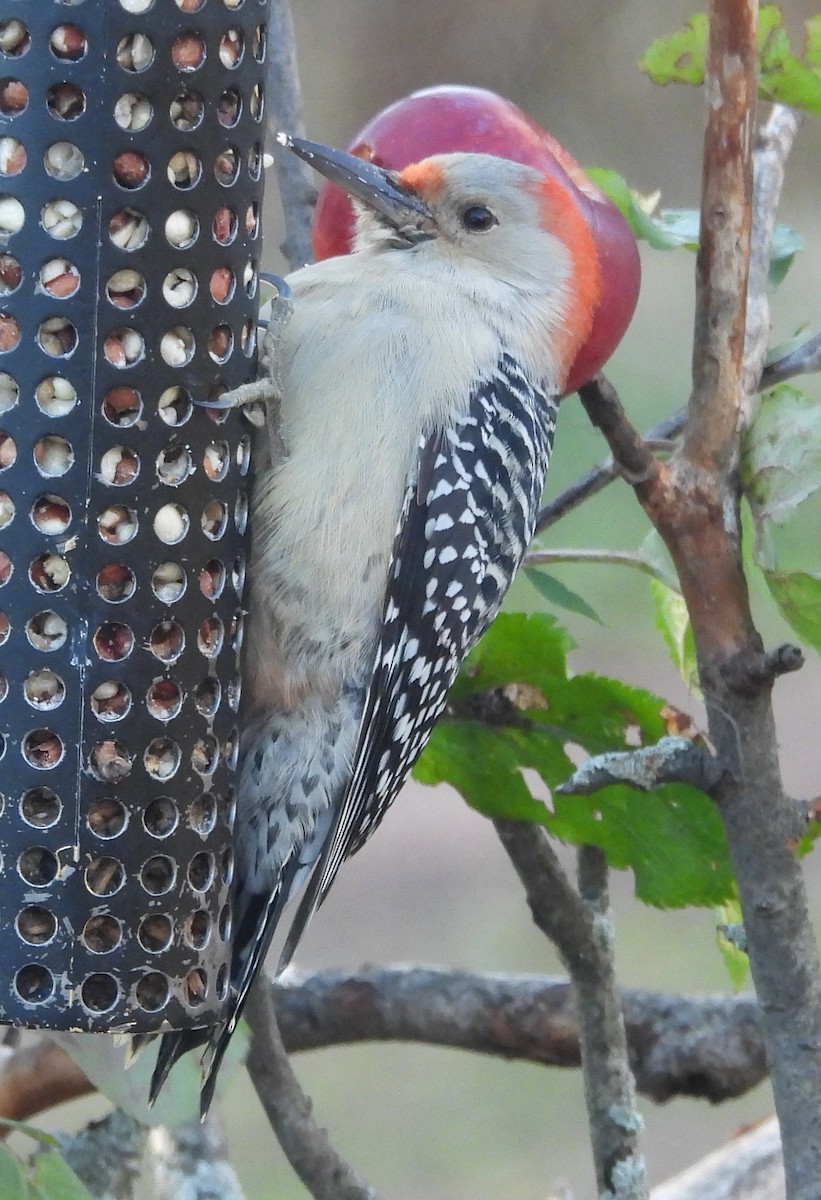 Red-bellied Woodpecker - ML644855044