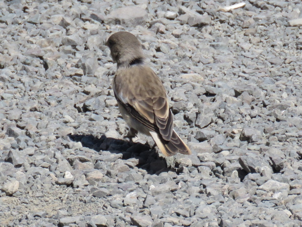 White-winged Snowfinch - ML644855062