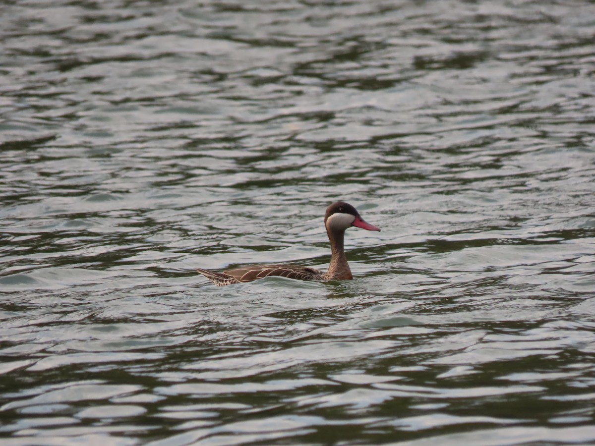 Red-billed Duck - ML644855069