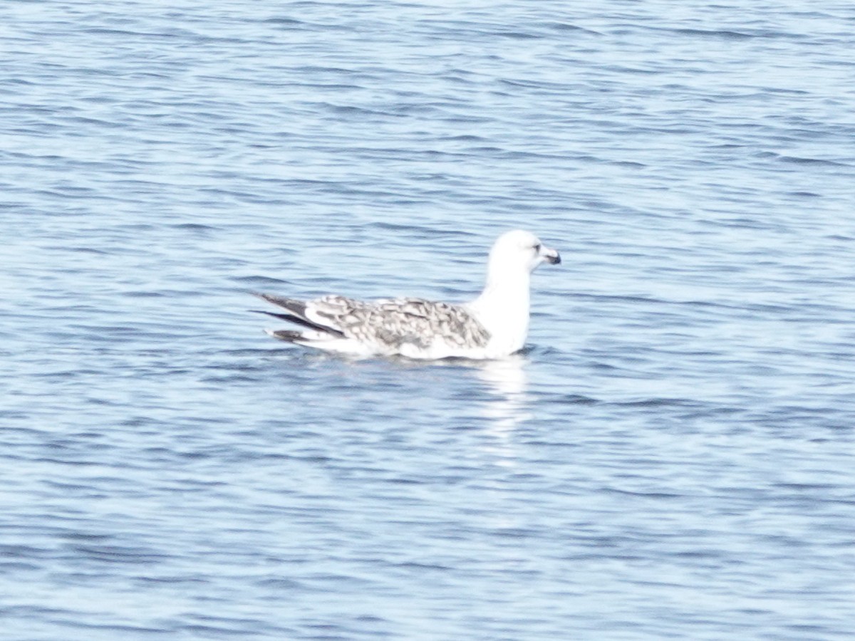 Great Black-backed Gull - ML644855085