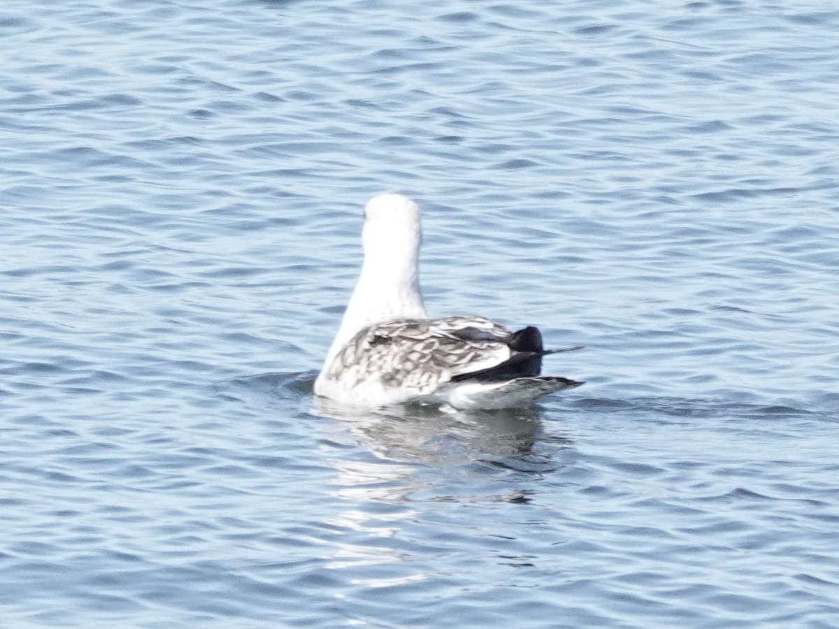 Great Black-backed Gull - ML644855086