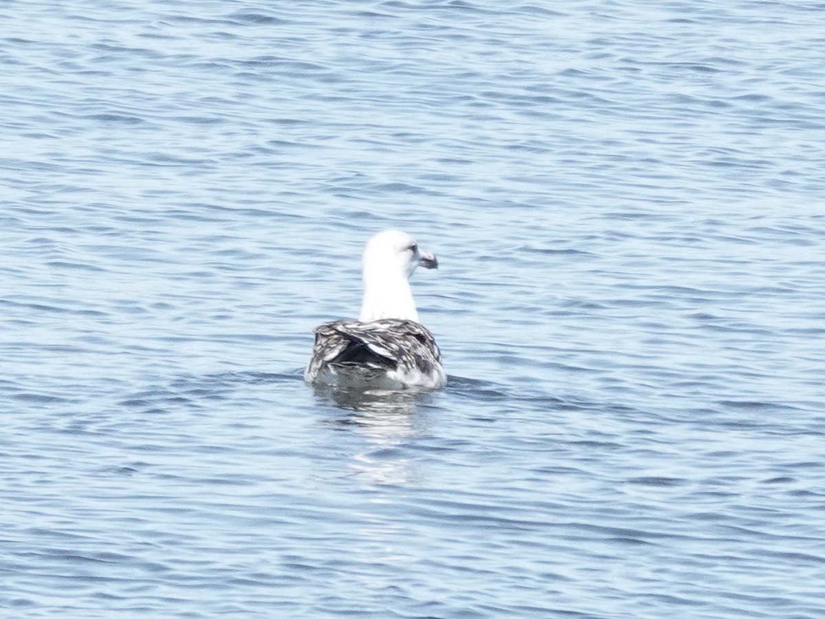 Great Black-backed Gull - ML644855087