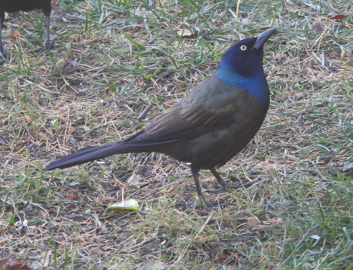 Purpurgrackel - ML644855096