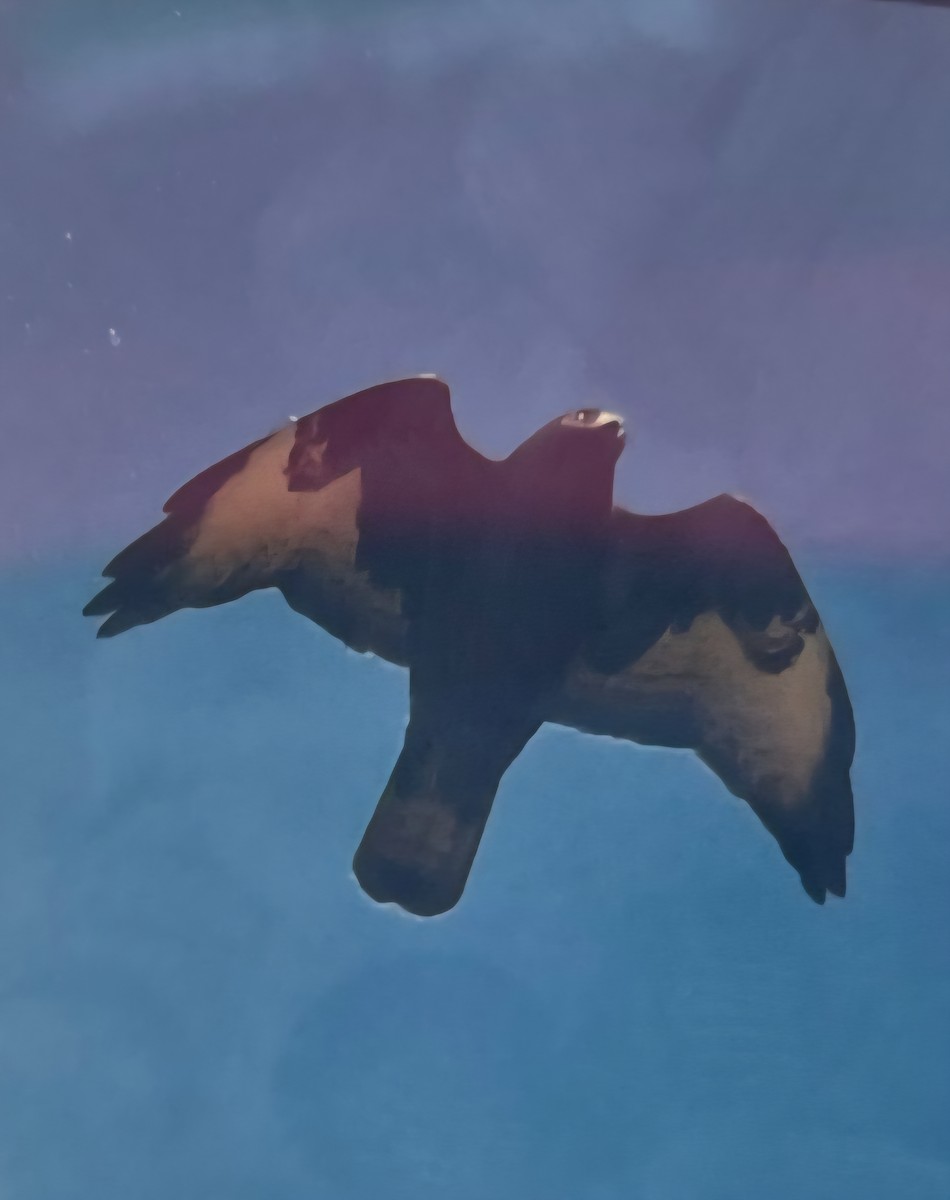 Short-tailed Hawk - ML644855109