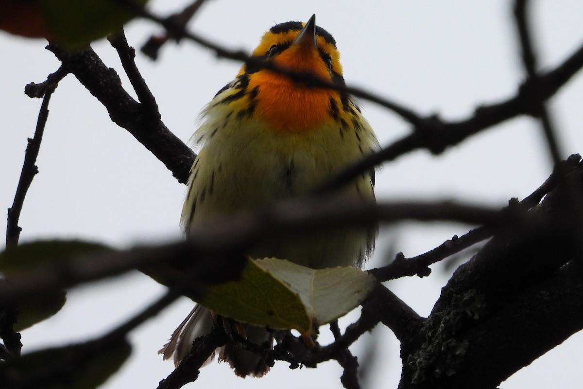 Пісняр-лісовик рудоволий - ML644855140