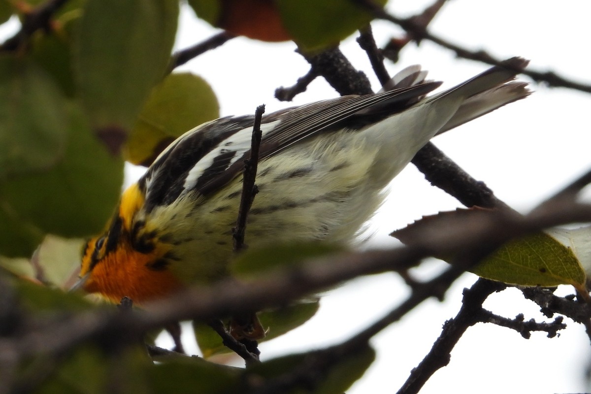 Пісняр-лісовик рудоволий - ML644855141