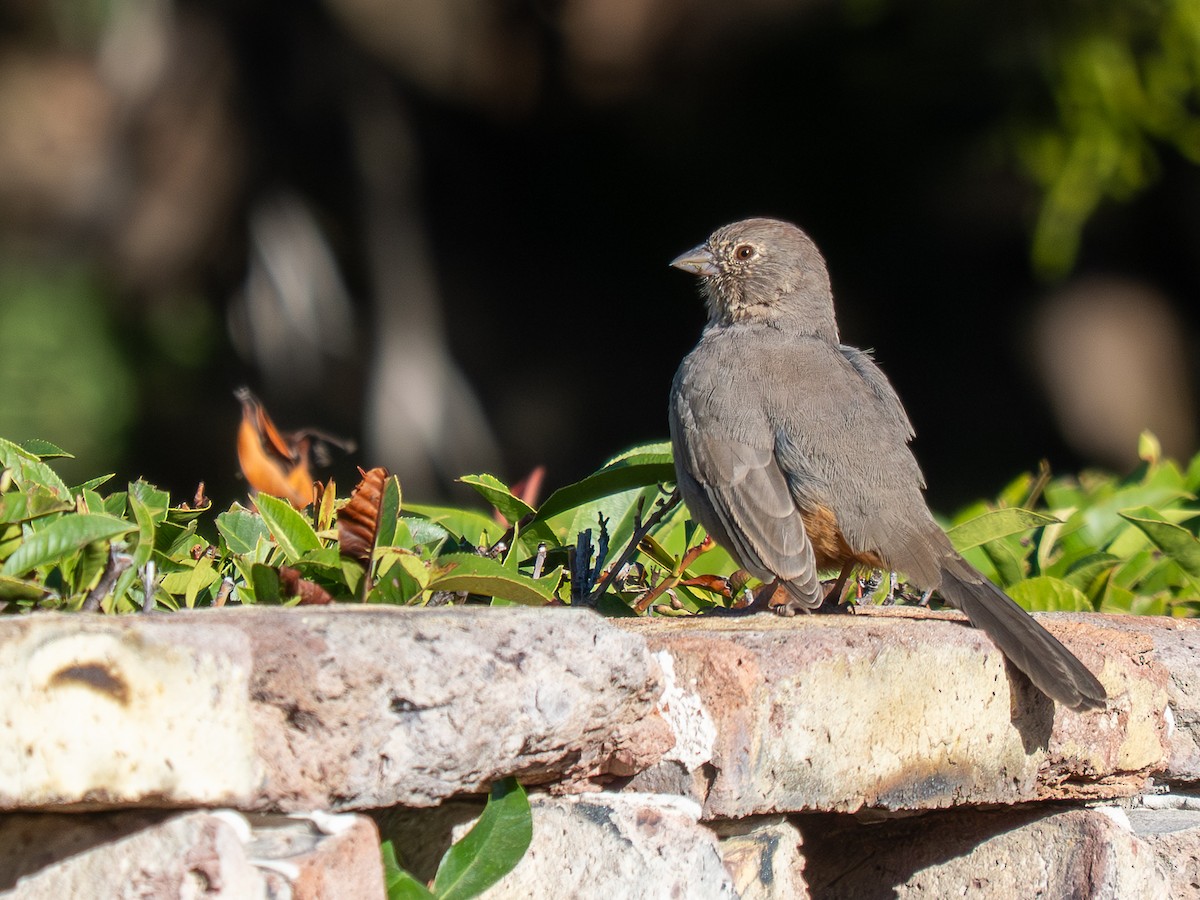 Canyon Towhee - ML644855161