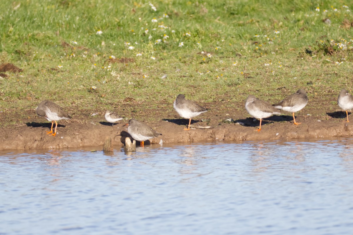 ヨーロッパトウネン - ML644855169