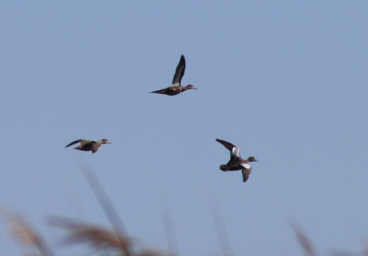 Cerceta Aliazul - ML644855170